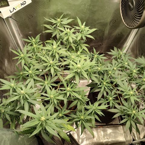 Durban Poison growlog timeline photo