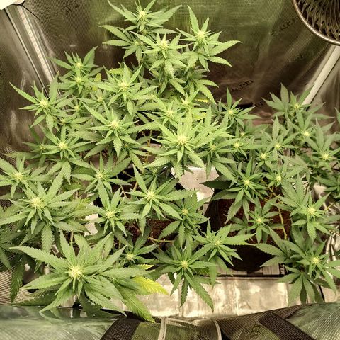 Durban Poison growlog timeline photo