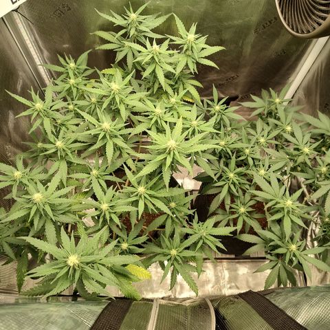 Durban Poison growlog timeline photo