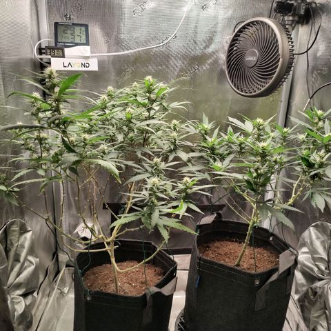 Durban Poison growlog timeline photo