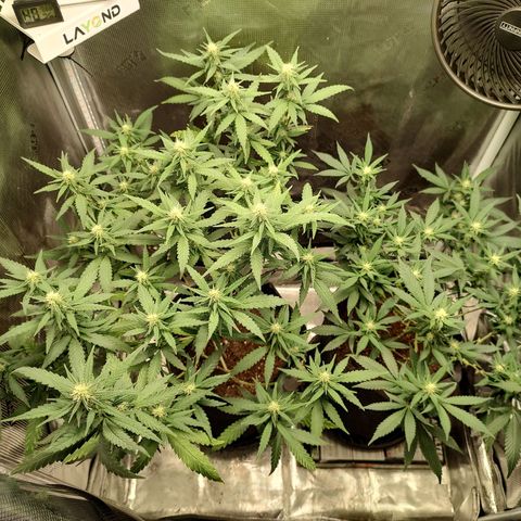Durban Poison growlog timeline photo