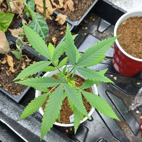 Durban Poison growlog timeline photo