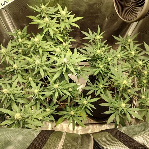 Durban Poison growlog timeline photo