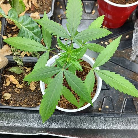 Durban Poison growlog timeline photo