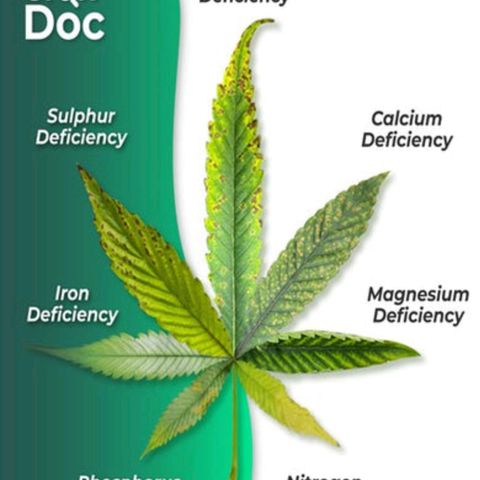 Durban Poison growlog timeline photo