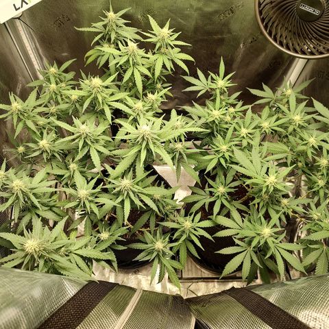 Durban Poison growlog timeline photo