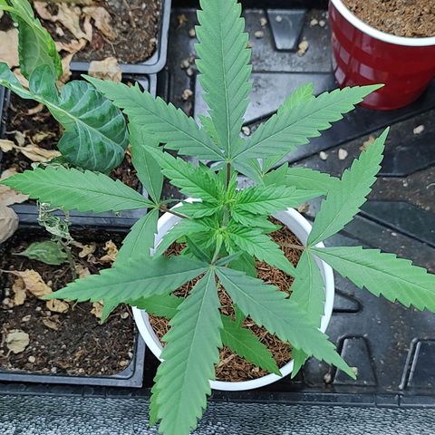 Durban Poison growlog timeline photo