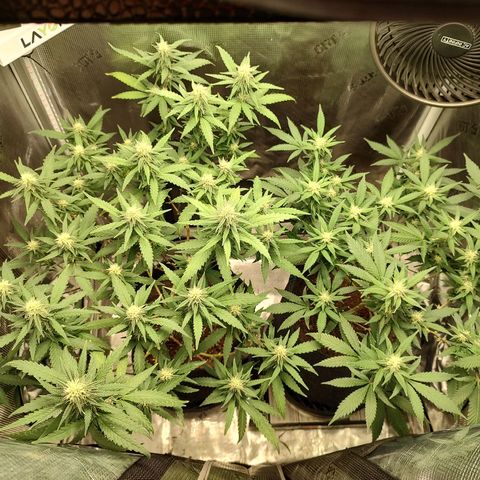 Durban Poison growlog timeline photo