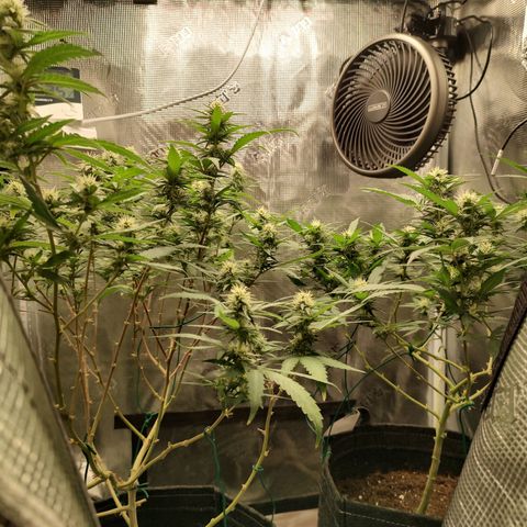 Durban Poison growlog timeline photo