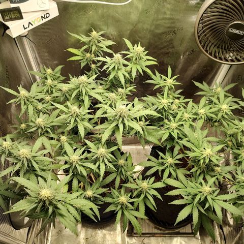 Durban Poison growlog timeline photo