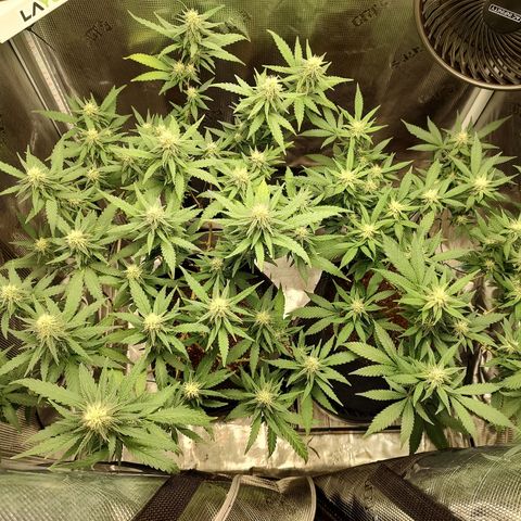 Durban Poison growlog timeline photo