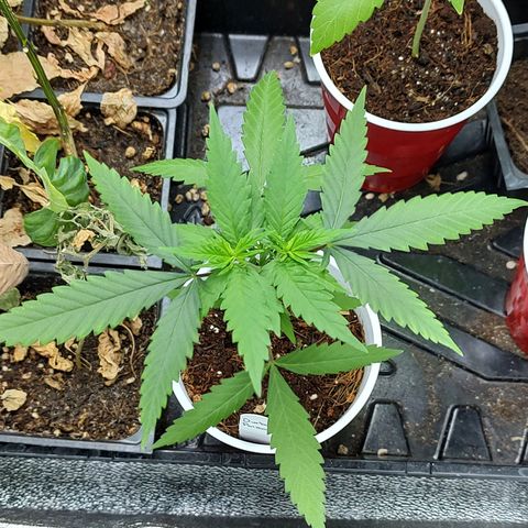 Durban Poison growlog timeline photo