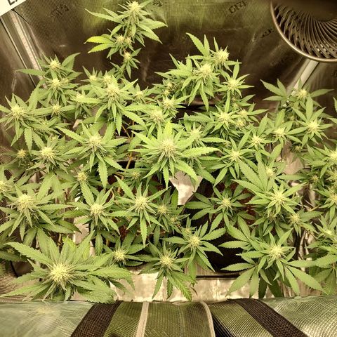Durban Poison growlog timeline photo