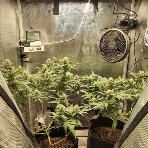 Durban Poison growlog timeline photo