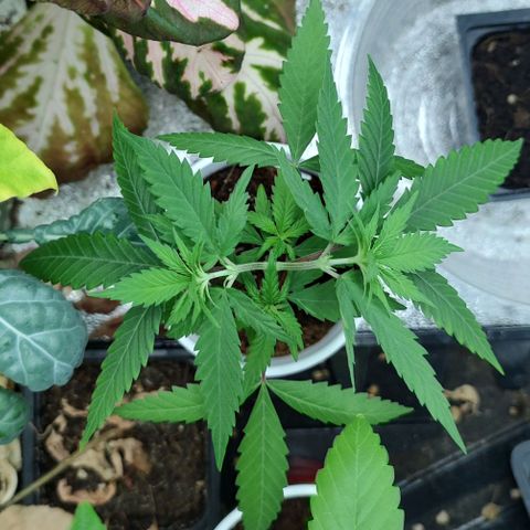 Durban Poison growlog timeline photo