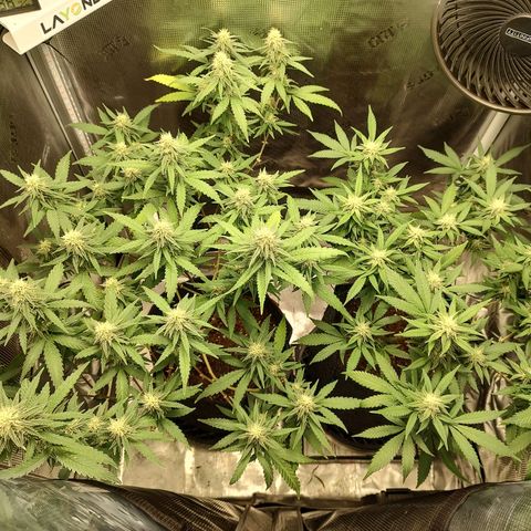 Durban Poison growlog timeline photo