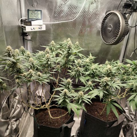 Durban Poison growlog timeline photo