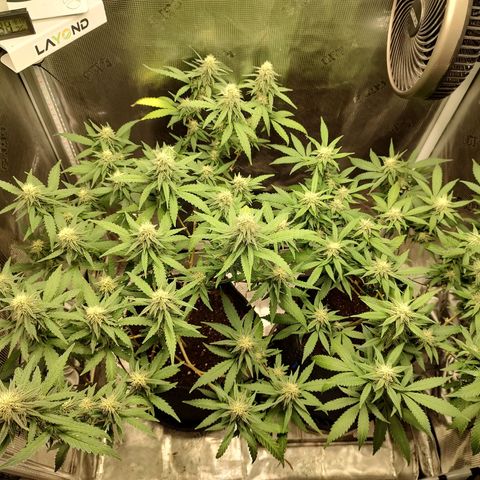 Durban Poison growlog timeline photo