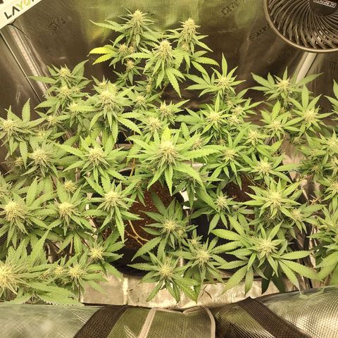 Durban Poison growlog timeline photo
