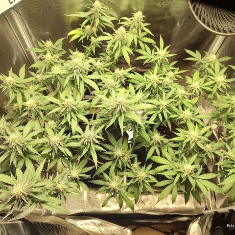 Durban Poison growlog timeline photo