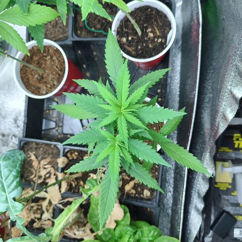 Durban Poison growlog timeline photo