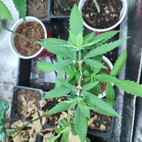 Durban Poison growlog timeline photo