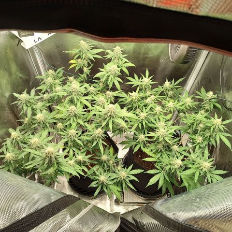 Durban Poison growlog timeline photo