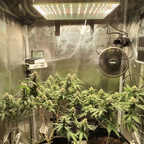 Durban Poison growlog timeline photo