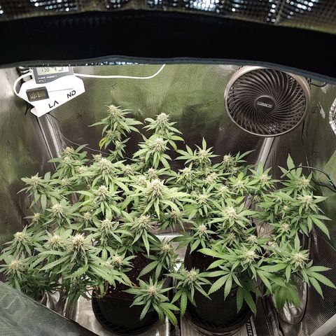 Durban Poison growlog timeline photo