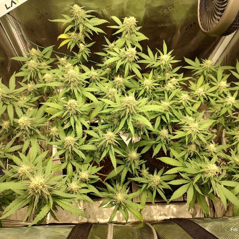 Durban Poison growlog timeline photo
