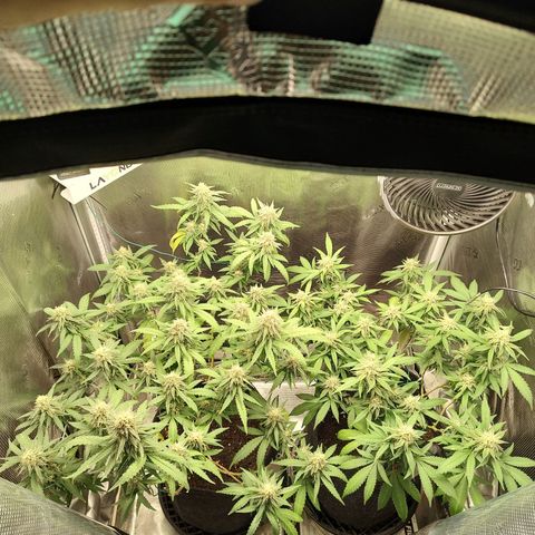 Durban Poison growlog timeline photo