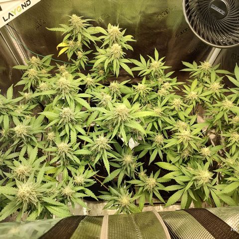 Durban Poison growlog timeline photo