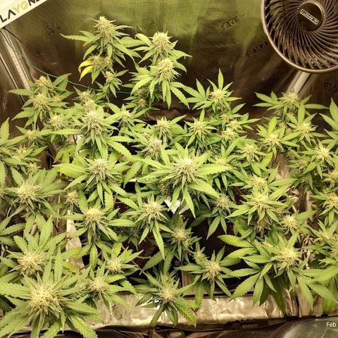 Durban Poison growlog timeline photo