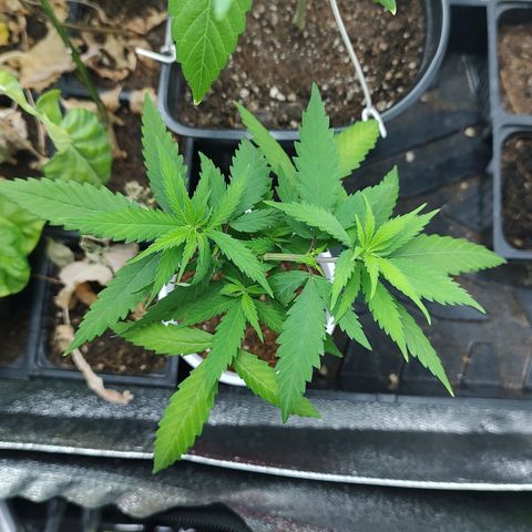 Durban Poison growlog timeline photo