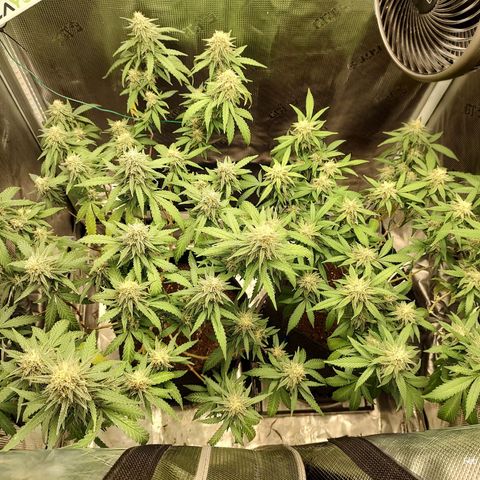 Durban Poison growlog timeline photo