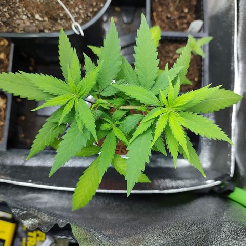 Durban Poison growlog timeline photo