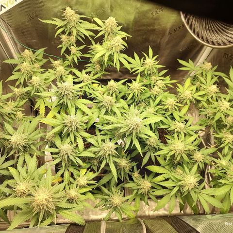 Durban Poison growlog timeline photo