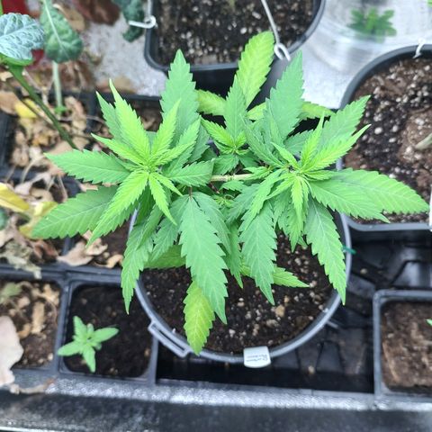 Durban Poison growlog timeline photo