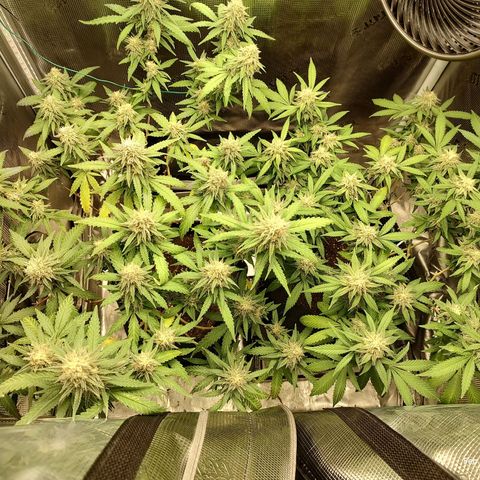 Durban Poison growlog timeline photo