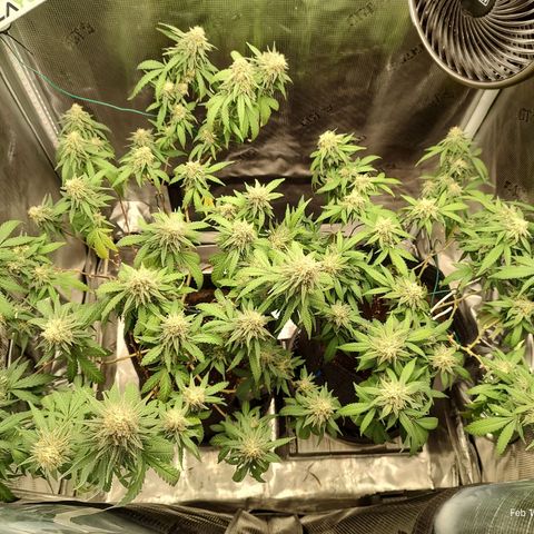 Durban Poison growlog timeline photo