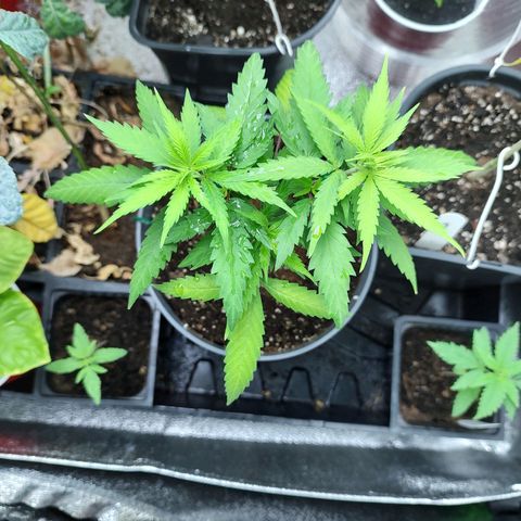 Durban Poison growlog timeline photo