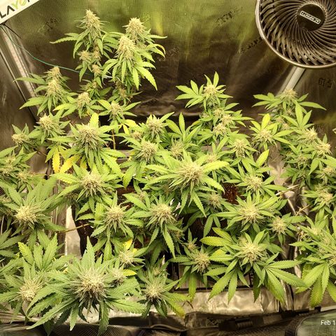 Durban Poison growlog timeline photo