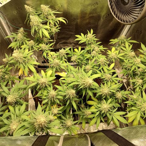Durban Poison growlog timeline photo