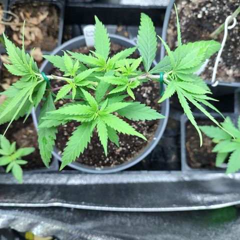 Durban Poison growlog timeline photo