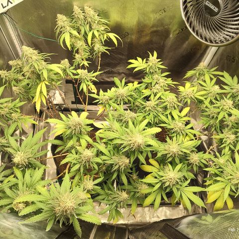 Durban Poison growlog timeline photo