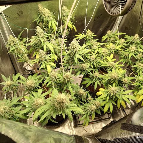 Durban Poison growlog timeline photo
