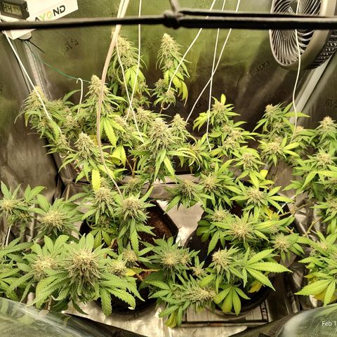 Durban Poison growlog timeline photo