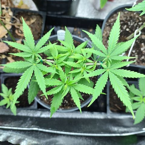 Durban Poison growlog timeline photo