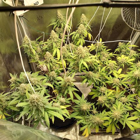 Durban Poison growlog timeline photo