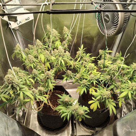 Durban Poison growlog timeline photo